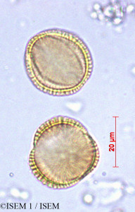 Weberbauera spathulifolia - lame n° 29001